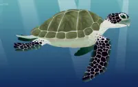 <font color=gray>Turtle -  See for yourself Water - Dorling Kidersley </font>